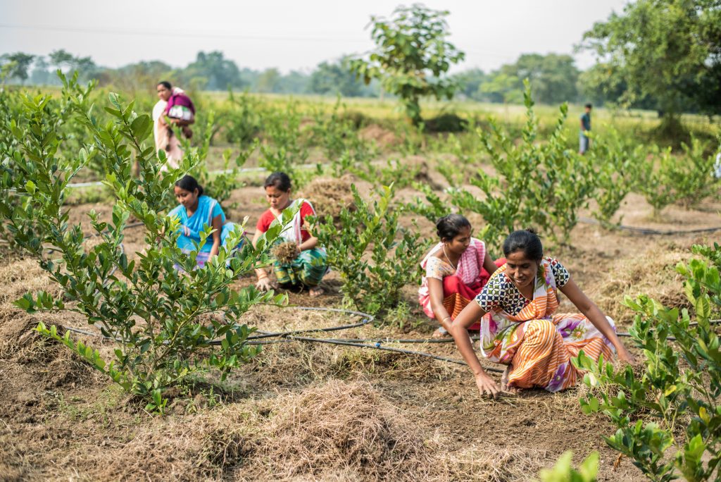 PROMOTING SELF SUSTAINABLE PRODUCER ORGANIZATIONS IN BHURBANDHA BLOCK, MORIGAON