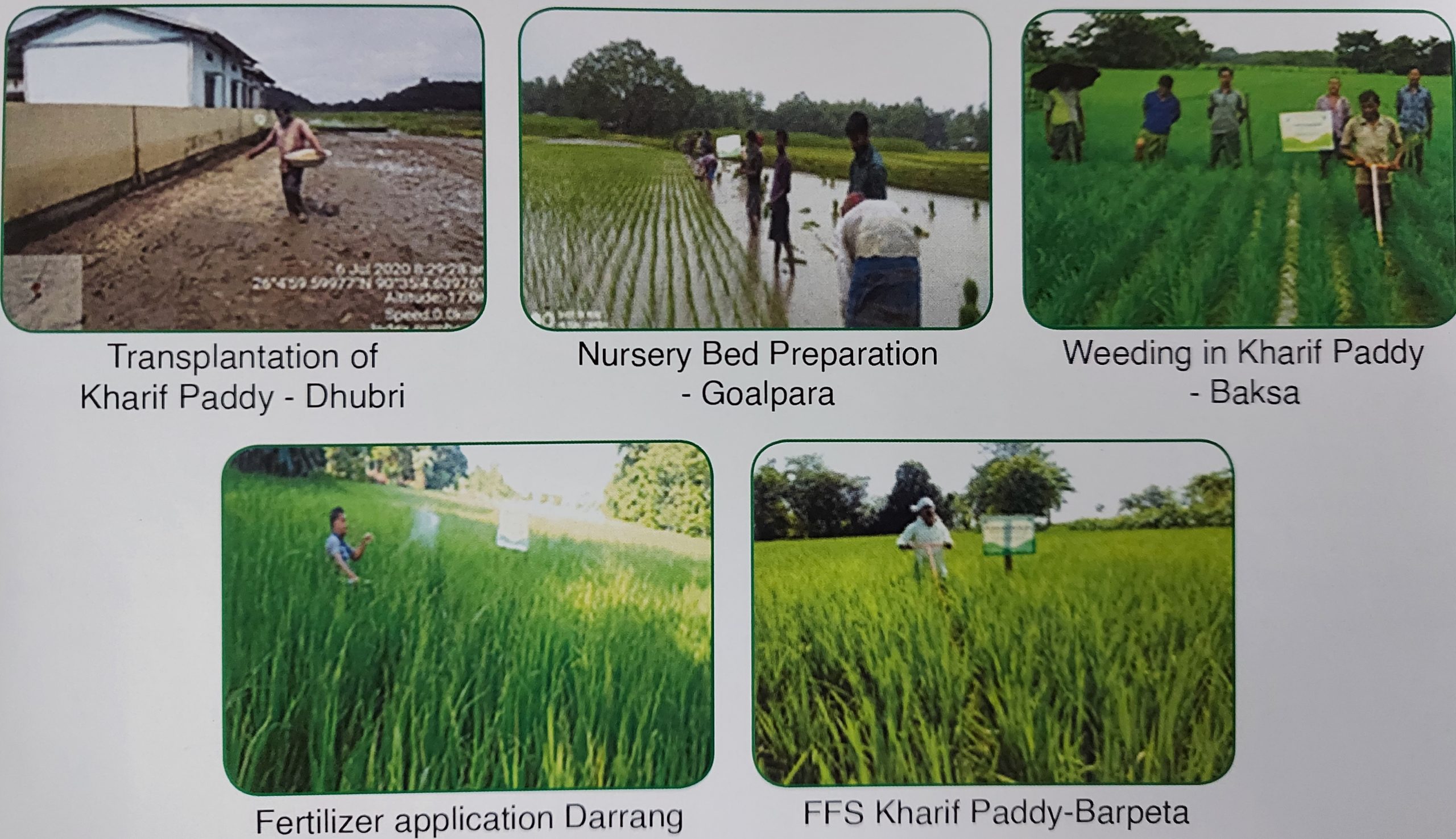 Farmer Field School – Kharif Paddy