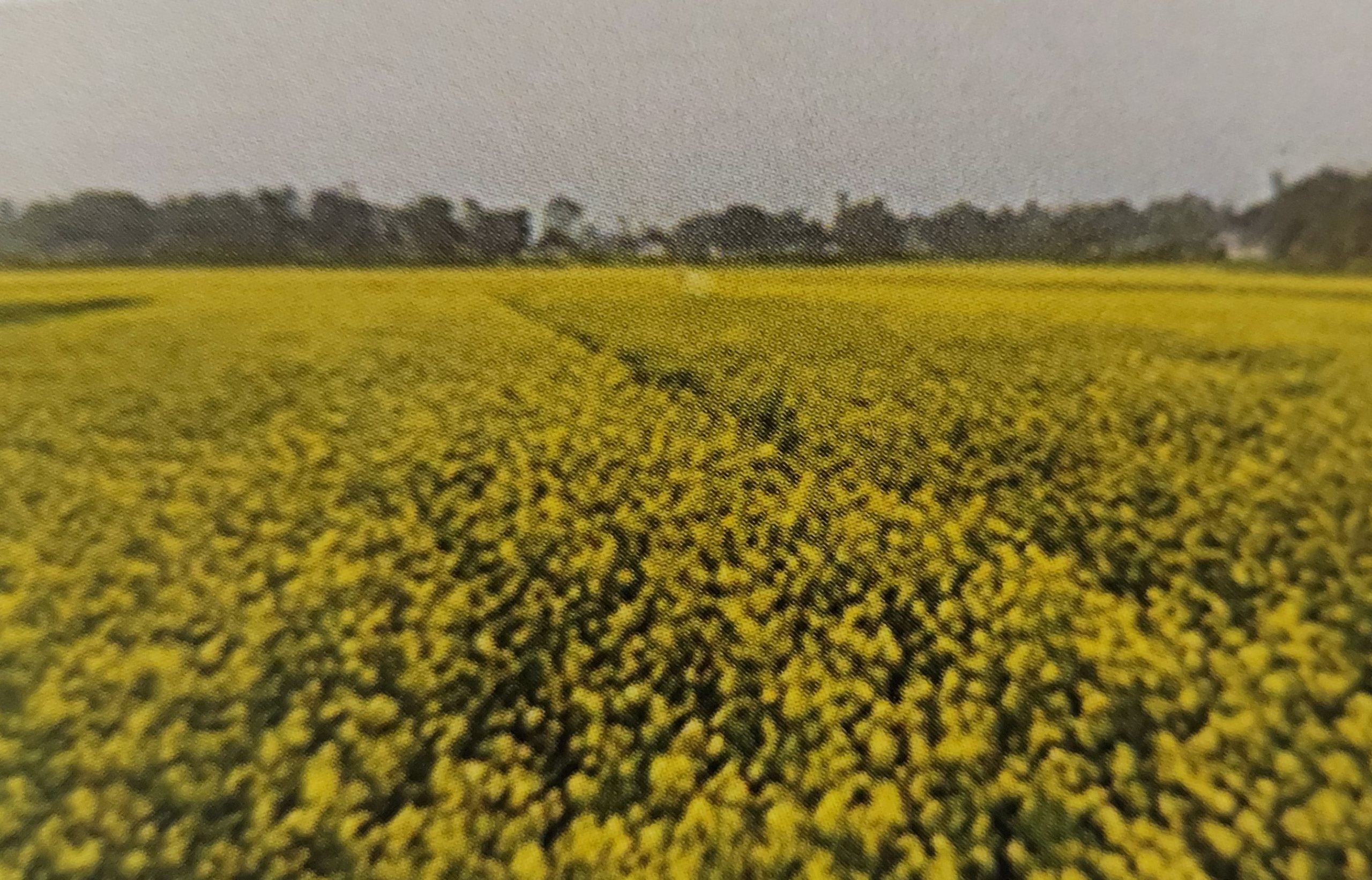 Farmer Field School- Rapeseed & Mustard