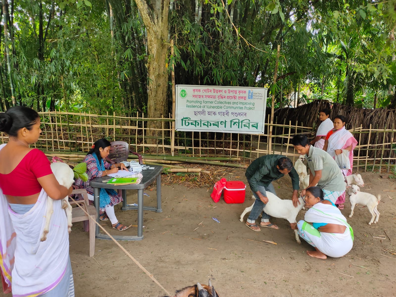 A livestock vaccination camp was organized in Jerenga Gaon (Morigaon District) recently.