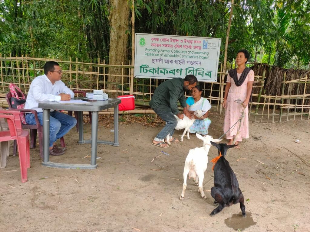 A livestock vaccination camp was organized in Jerenga Gaon (Morigaon District) recently.