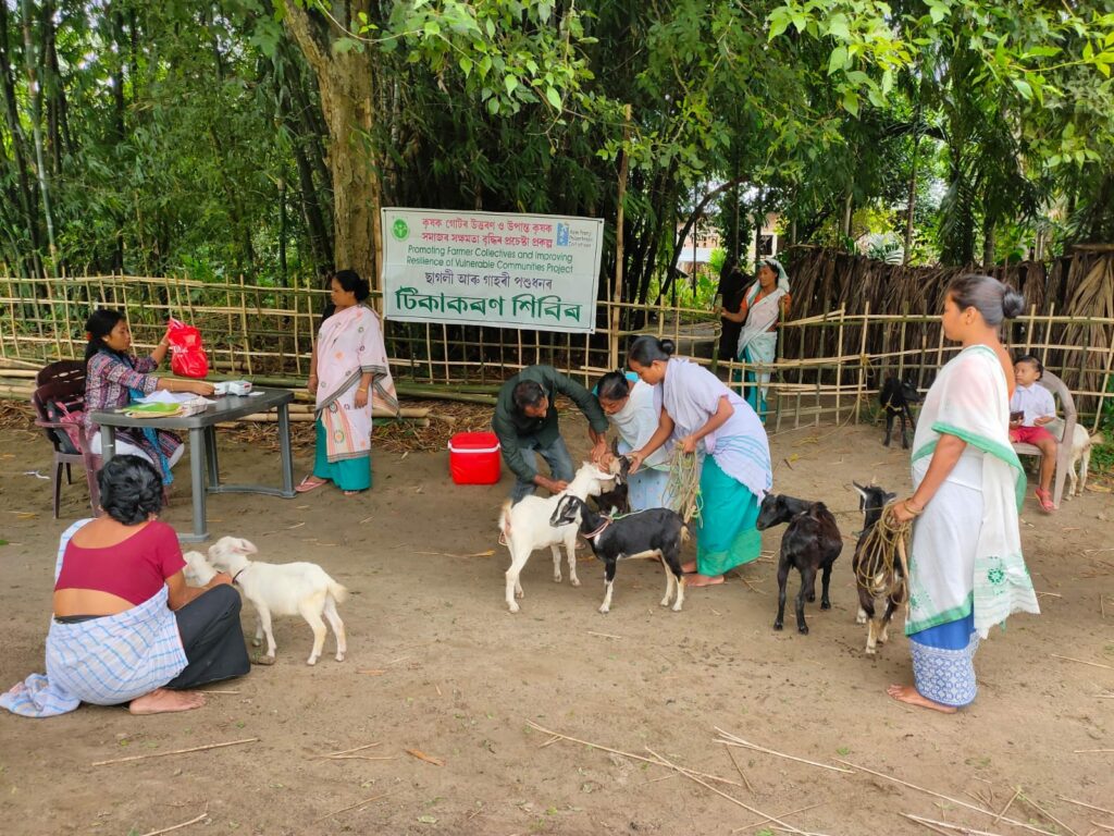 A livestock vaccination camp was organized in Jerenga Gaon (Morigaon District) recently.