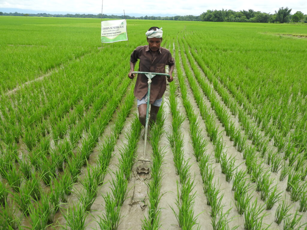 Kharif Paddy-Weeding