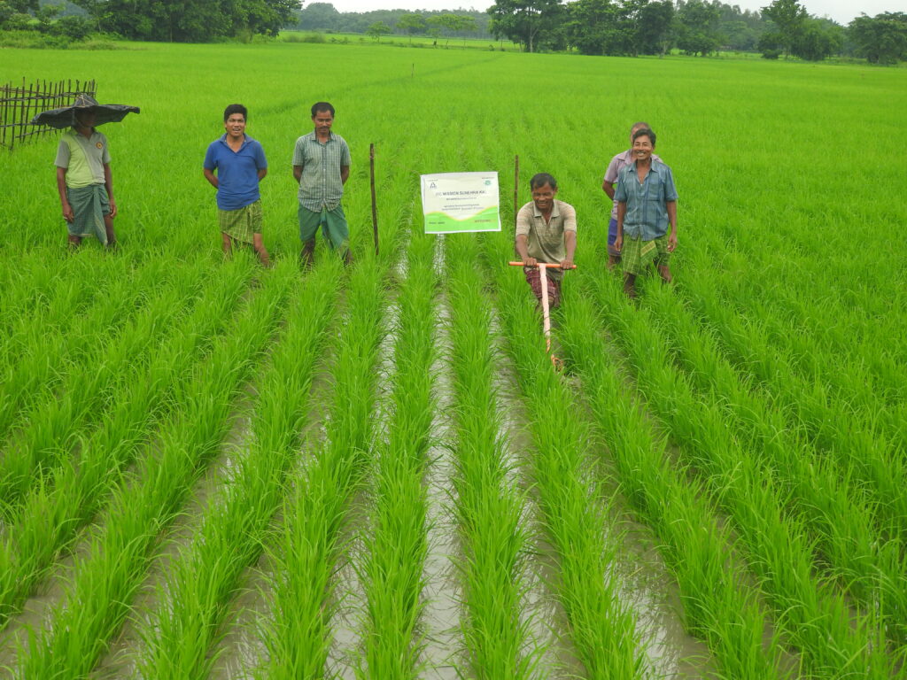 Kharif Paddy-Weeding