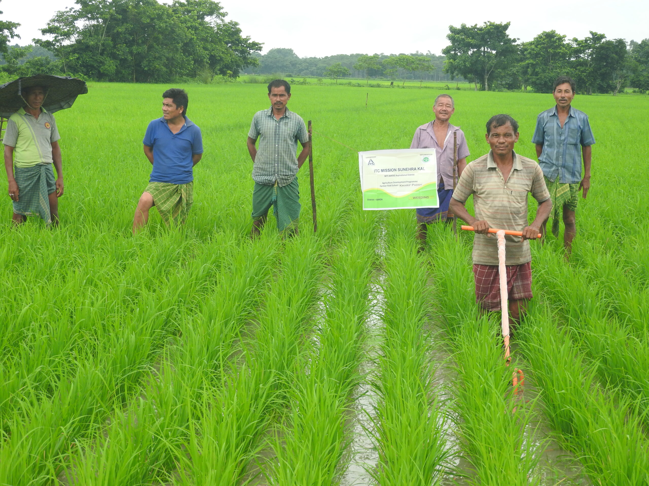 Kharif Paddy-Weeding