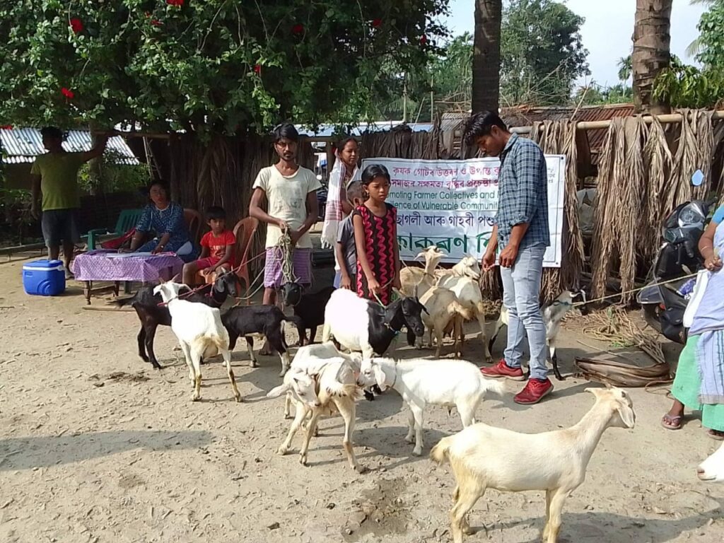 Livestock Vaccination and Deworming Campaign