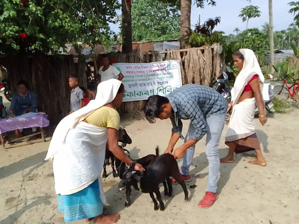 Livestock Vaccination and Deworming Campaign