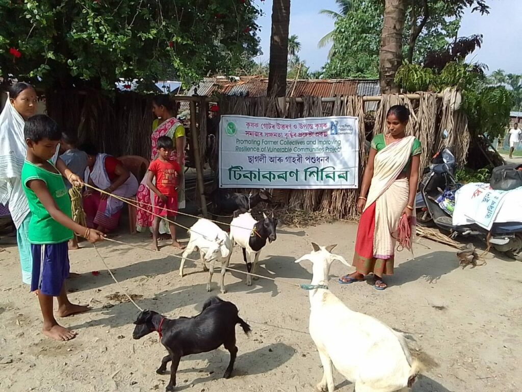 Livestock Vaccination and Deworming Campaign