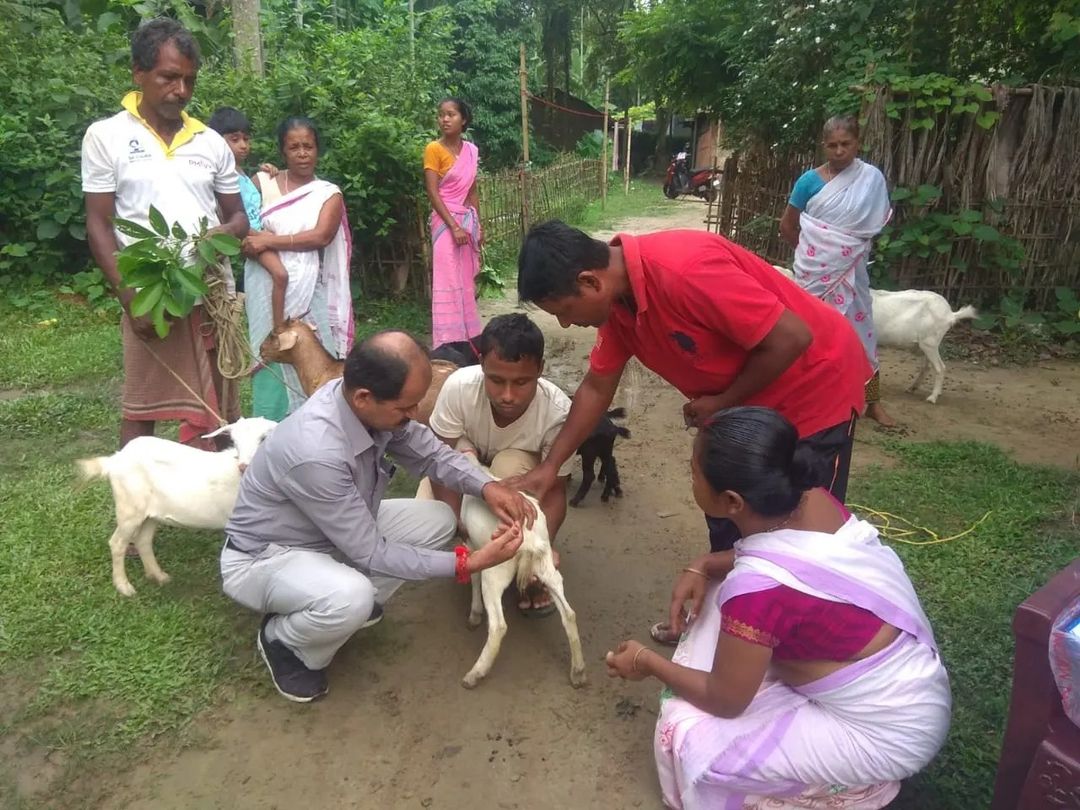 Vaccination camps organized under RGVN-APF project