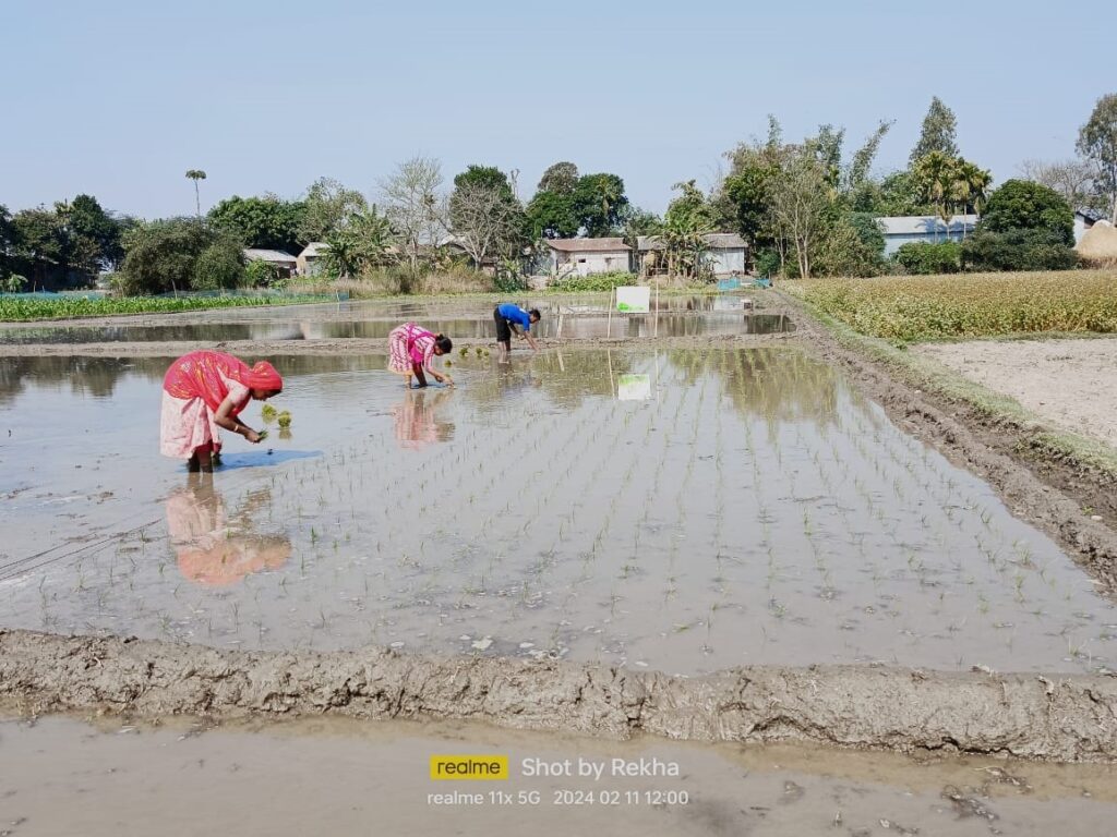 ITC-MSK Project Uplifts Agriculture in Barpeta District